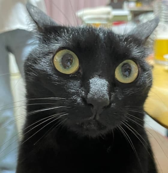 1似ているハクビシン.jpg
