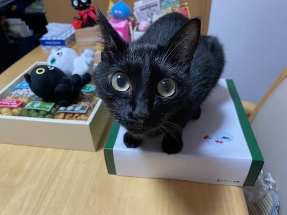 きんぎょがいるよ.jpg