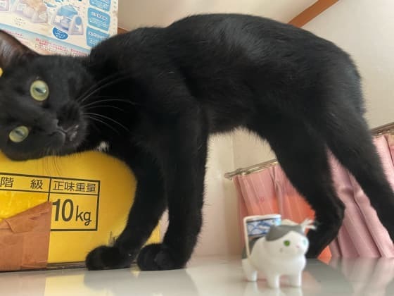 こまちとお弁当猫.jpg