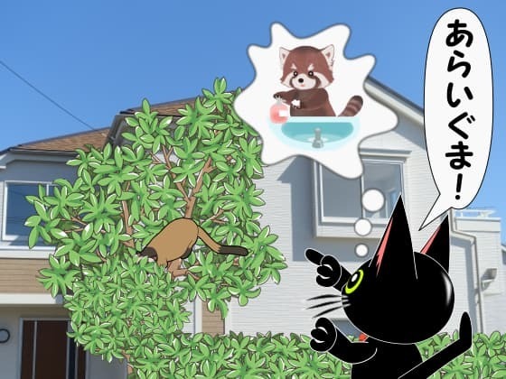 アライグマ発見.jpg