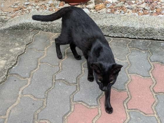 マレーシアの黒猫.jpg