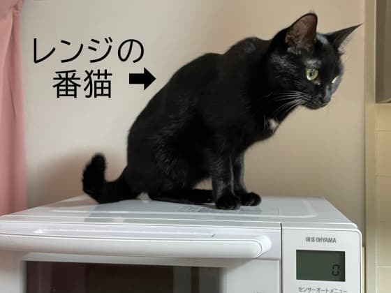 レンジの番猫.jpg