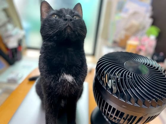 上向きサーキュレーターとツーショット.jpg