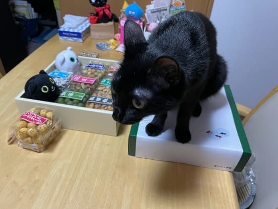 入ってみたいこまち.jpg