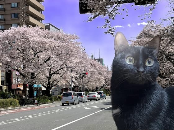 国立桜並木.jpg