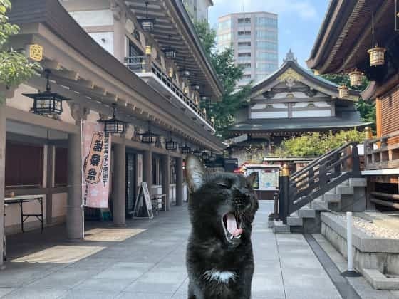 境内で大あくび.jpg