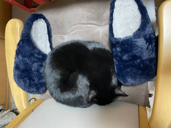 寝ているこまちに取材.jpg