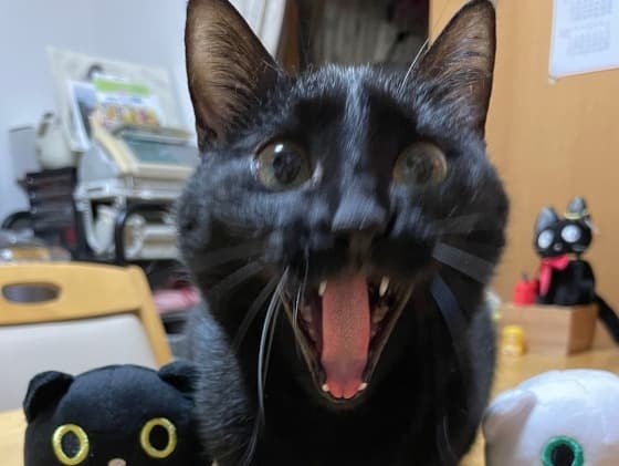 抗議するこまち.jpg