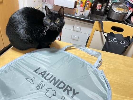 猫も目を見張る.jpg