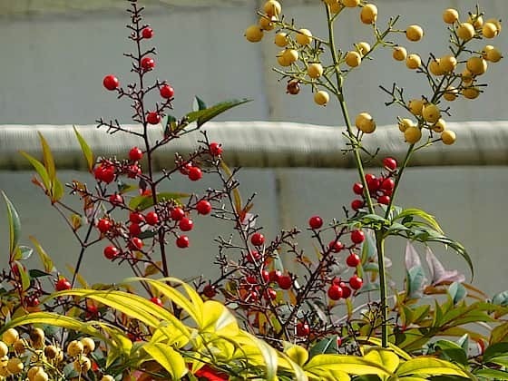 紅白の南天.jpg