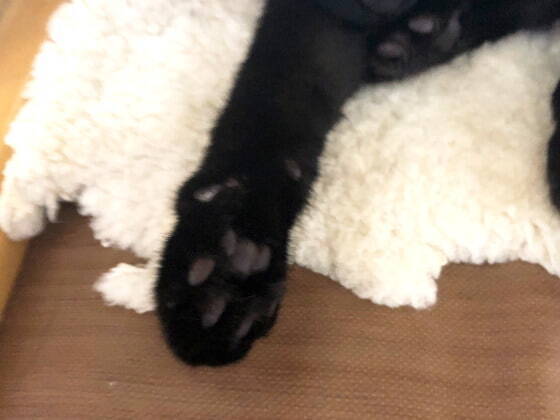 肉球全開.jpg