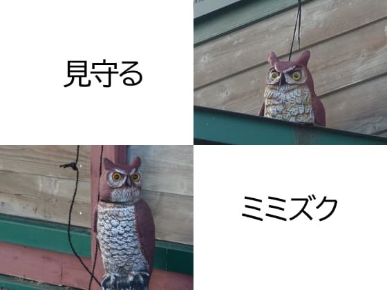 見守るミミズク.jpg