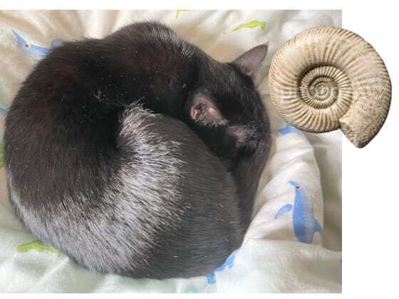 貝になった猫.jpg