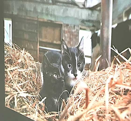 鑑賞ネコあるき.jpg