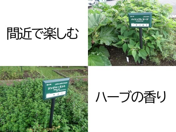 間近で楽しむハーブ.jpg