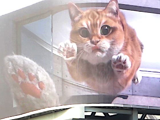 飛び出す猫基隆.jpg